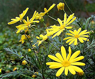 Europs pectinatus